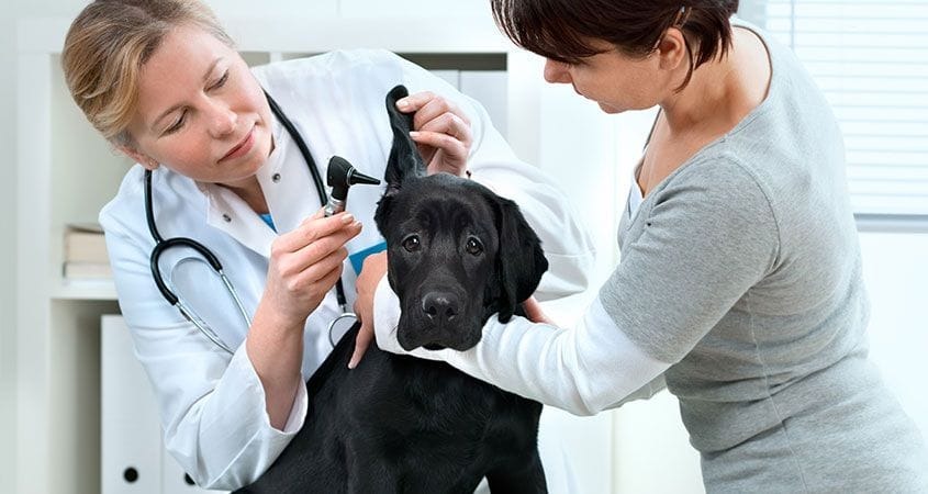 How to Choose the Best Vet Clinic for Your Pets